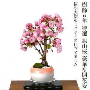 ~  ˍ ` ~j~ 6N w 50OQt `Ǝ}Uɂꋉi ~j~ 炵TCŸˍ ~j~ d炫 ~  ~j a A Mtg