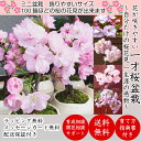 盆栽 桜 一才桜 樹形美 ミニ盆栽 樹齢5年 50前後の蕾付 樹形と枝振りにこだわった一級品 桜ミニ盆栽 可愛らしいサイズの一才桜 ミニ盆栽 八重咲き 盆栽 桜...