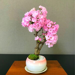 桜 鉢植えの通販 価格比較 価格 Com