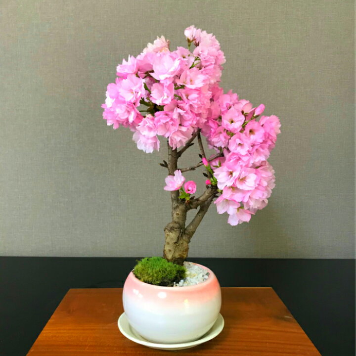 楽天市場 盆栽 桜 旭山桜 鉢植え ギフト 無料 太幹 八重桜 趣味盆栽 桜 ミニ 初心者 還暦 ギフト バレンタイン 父 母 プレゼント 開店祝い 初心者 室内 観葉植物 花心盆栽 楽天市場店