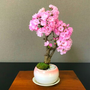 ミニ盆栽 桜 盆栽 植木の人気商品 通販 価格比較 価格 Com