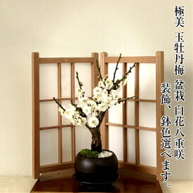 盆栽 梅 一級品 玉牡丹 鉢植え 80個以上の花芽付 大輪花 幹太幹 白梅盆栽 樹齢5年 八重咲き 玉牡丹梅盆栽 梅 ミニ 室内 初心者 シンボルツリー お祝い 誕生日 盆栽 ギフト フラワーギフト