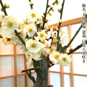 ~ ~ ꋉi ʉO~ 80ȏ̉ԉt ։Ԃ̊~~́y5N ɑ̔~~ d炫 ʉO~zy~ ~͔~ ~ ~j ɏ~ g˖~ aCeA~ ~ 