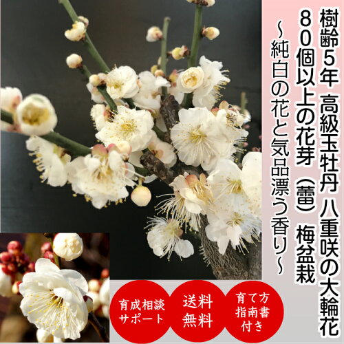 大輪花がたくさん咲く白梅盆栽『一級品玉牡丹』【樹齢5年極太幹の梅盆栽八重咲き玉牡丹】【50個以上の蕾をつけた八重白梅盆栽】