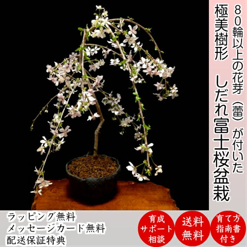 盆栽 桜 別格 しだれ富士桜 樹齢5年 極美樹形 一重咲き 70 80個以上の蕾をつけた富士桜盆栽 シンボルツリー 庭植え 苗木 盆栽 桜 初心者 室内 桜 誕生日 プレゼント 桜 モダン盆栽 ギフト 花心盆栽 楽天市場店