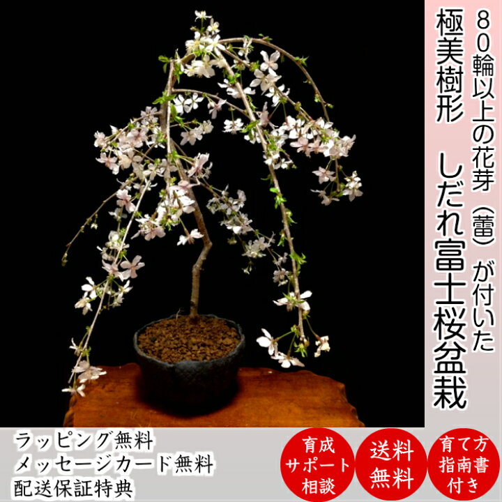 楽天市場 盆栽 桜 枝垂れ桜 しだれ富士桜 樹齢5年 極美樹形 一重咲き 60 80の蕾 シンボルツリー 庭植え 苗木 盆栽 桜 初心者 室内 桜 誕生日 プレゼント 桜 モダン盆栽 ギフト 花心盆栽 楽天市場店