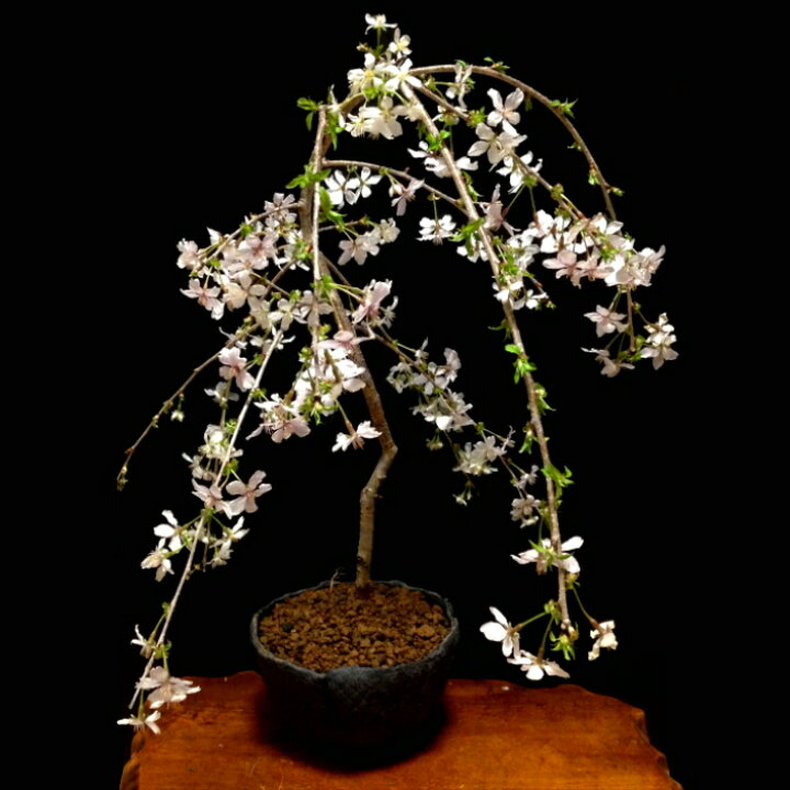 楽天市場 盆栽 桜 枝垂れ桜 しだれ富士桜 22 開花終了 樹齢5年 極美樹形 一重咲き 60 80の蕾 シンボルツリー 庭植え 苗木 盆栽 桜 初心者 室内 桜 誕生日 プレゼント 桜 モダン盆栽 ギフト 花心盆栽 楽天市場店