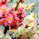 盆栽 梅 紅白梅 樹齢8年 思いのまま 楽天1位受賞 1級品 極太幹 紅白梅 盆栽 八重咲き 梅盆栽 室内 初心者 趣味 癒し アロマ 縁起の良い 紅白梅 盆栽...