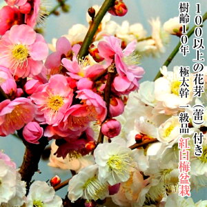 ~ ~ 10N 炫 v̂܂ 󏭎 N̗ǂ yV1ʎ 1i  S   A} N̗ǂ g~ ~ Mtg t[Mtg  N