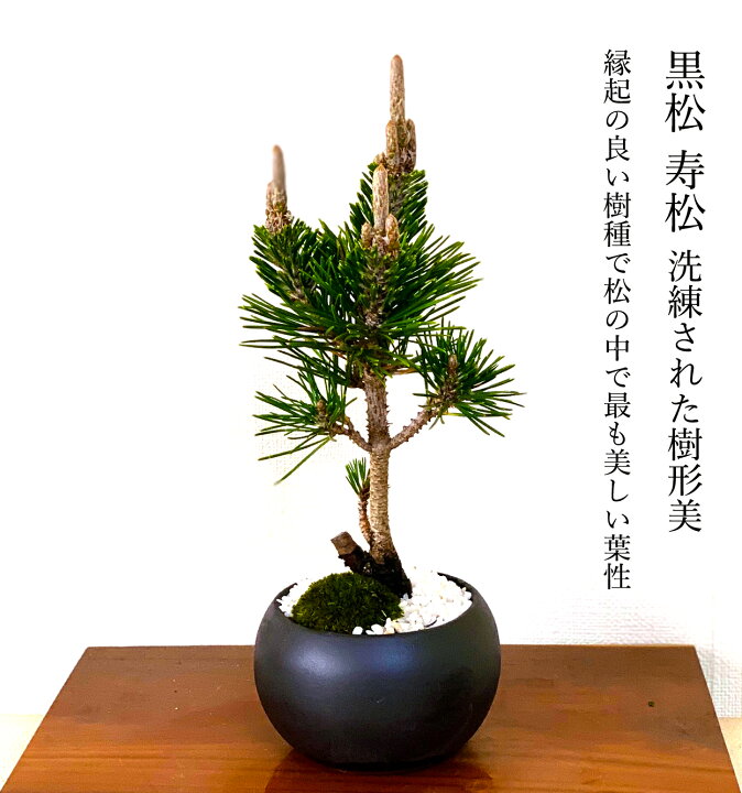 楽天市場 盆栽 松 希少 樹齢5年 最高美 黒松 寿松 縁起の良いテーブル盆栽 Wプレゼント特典 四国ブランド盆栽 ミニ 松 和ギフト 開店祝い 観葉植物 フラワーギフト 誕生日祝 還暦祝 退院祝 快気祝い 喜寿 盆栽 ギフト 花心盆栽 楽天市場店