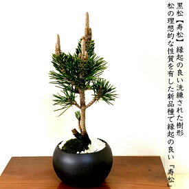楽天市場 門松 用 松 種類 植物 クロマツ 黒松 の通販