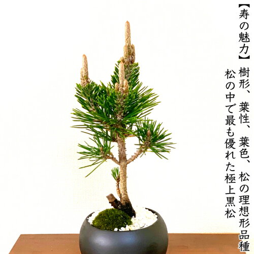 楽天市場 父の日 盆栽 松 希少 樹齢5年 最高美 黒松 寿松 縁起の良いテーブル盆栽 Wプレゼント特典 四国ブランド盆栽 盆栽 盆栽ミニ 盆栽 松 部屋に飾る盆栽 吉祥盆栽 和インテリア盆栽 松 モダン盆栽 盆栽ギフト 花心盆栽 楽天市場店