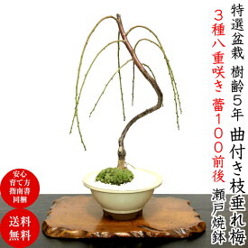 楽天市場 しだれ梅 盆栽の通販