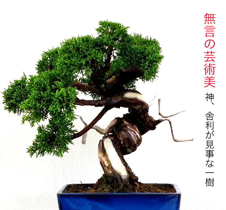 楽天市場】盆栽 真柏 樹齢25年 高級 一点物 糸魚川真柏【最高峰品質 