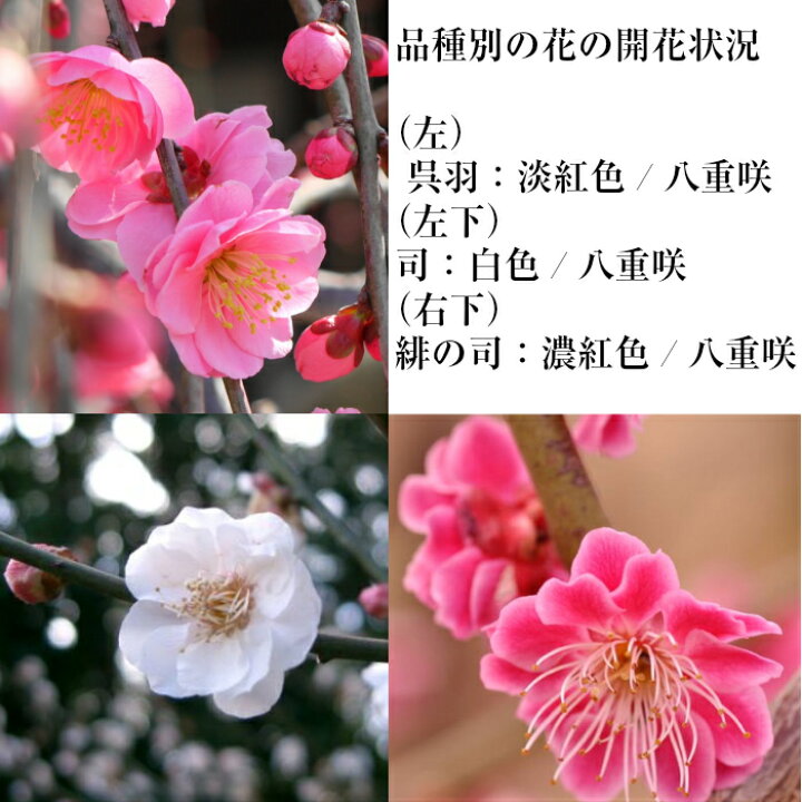 楽天市場 盆栽 しだれ 梅 Sランク 曲付幹 100前後の蕾付 枝垂れ梅 盆栽 樹齢5年 特選 梅盆栽 八重咲 上品な天然香 枝垂れ梅 盆栽盆栽 梅 室内 初心者 おしゃれ 盆栽 ギフト プレゼント 誕生日 ギフト 観葉植物 花心盆栽 楽天市場店 楽天市場 盆栽 しだれ 梅 Sランク 曲付幹 100前後の蕾付 枝垂れ梅 盆栽 樹齢5年 特選 梅盆栽 八重咲 上品な天然香 枝垂れ梅 盆栽盆栽 梅 室内 初心者 おしゃれ 盆栽 ギフト プレゼント 誕生日 ギフト 観葉植物 花心盆栽 楽天市場店