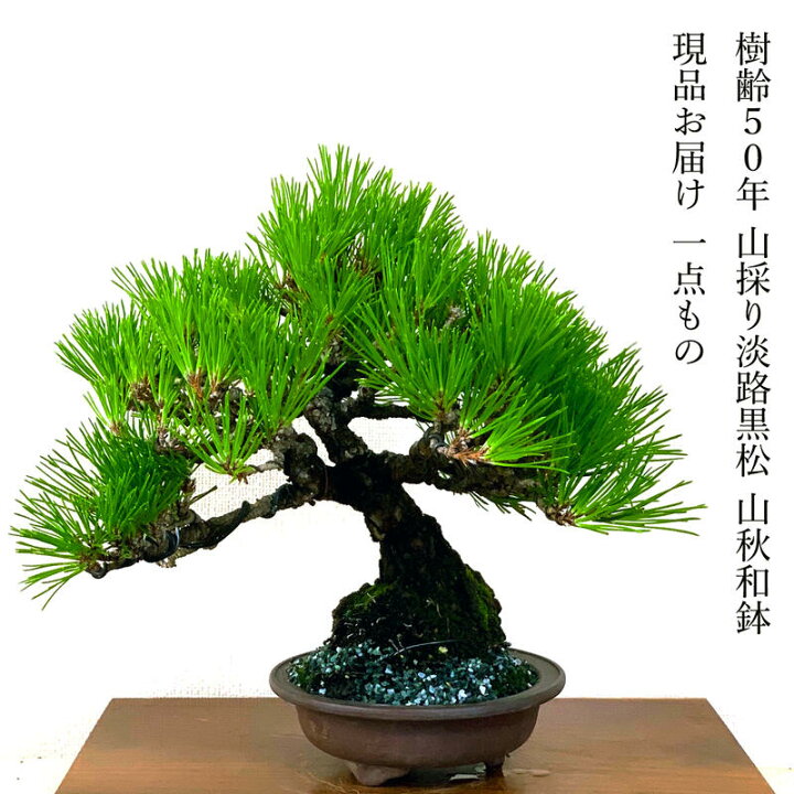 黒松 50年 - 生活雑貨 