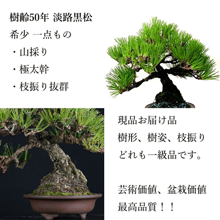 楽天市場】盆栽 松 樹齢50年 山採り 淡路黒松 一点もの 現品お届け盆栽 