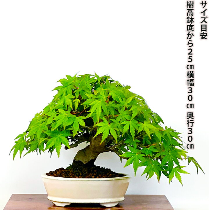楽天市場】盆栽 山もみじ 現品お届け 一点もの 樹齢40年 曲幹 太幹 