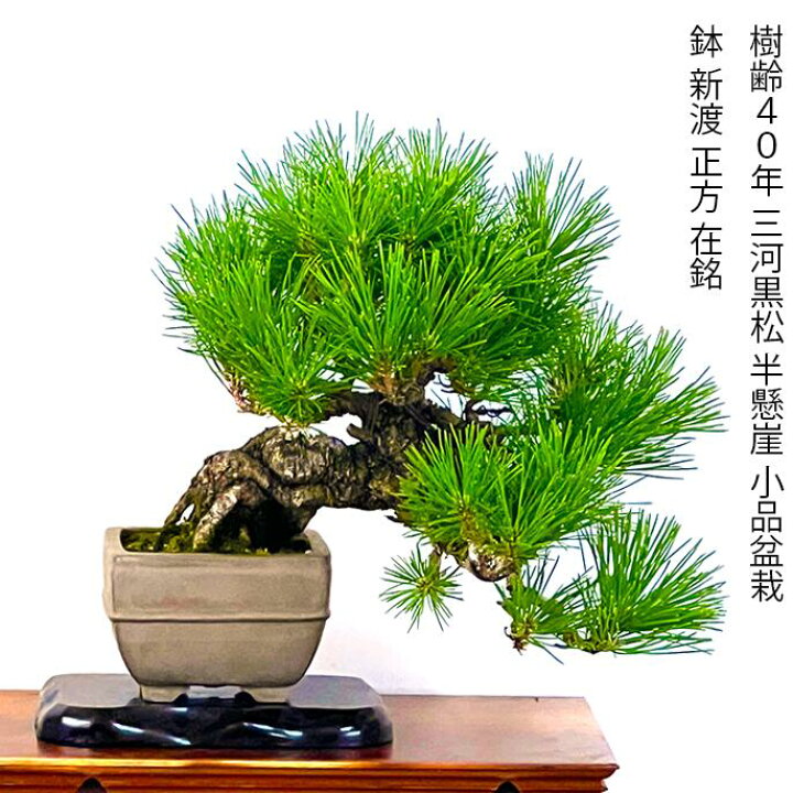 楽天市場】高級盆栽 松 樹齢40年 懸崖樹形 三河黒松 一点もの 現品お 