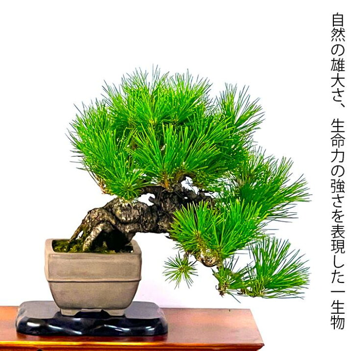 楽天市場】高級盆栽 松 樹齢40年 懸崖樹形 三河黒松 一点もの 現品お 