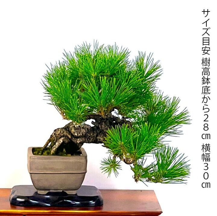 楽天市場】高級盆栽 松 樹齢40年 懸崖樹形 三河黒松 一点もの 現品お 