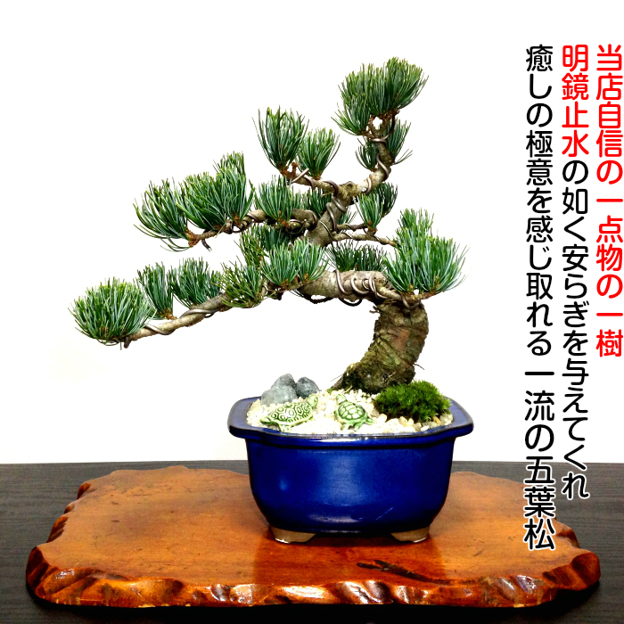 【楽天市場】盆栽 松 枯山水風装飾 樹齢15年 高松五葉松 寿福極太 