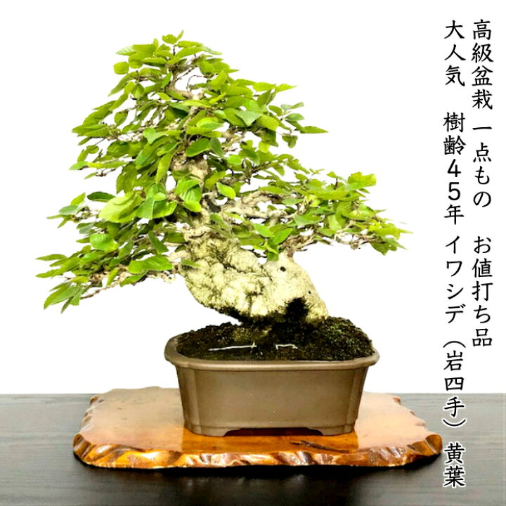 楽天市場】イワシデ 岩四手 希少 樹齢45年 高級盆栽 展示品 : 花心盆栽 