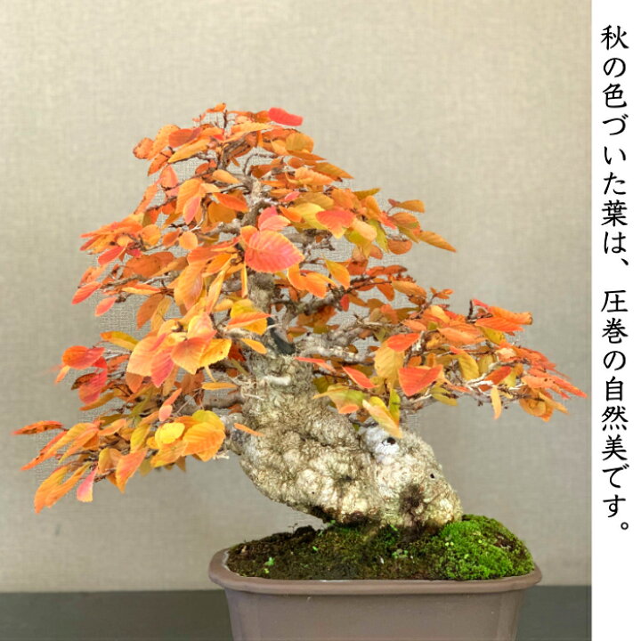 楽天市場】イワシデ 岩四手 希少 樹齢45年 高級盆栽 展示品 : 花心盆栽 