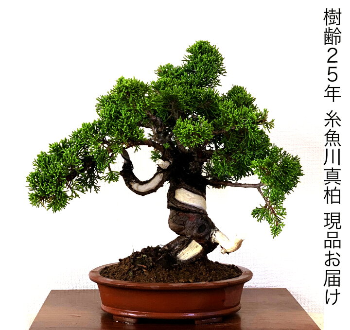 楽天市場】盆栽 真柏 樹齢25年 高級 一点物 糸魚川真柏【最高峰品質 