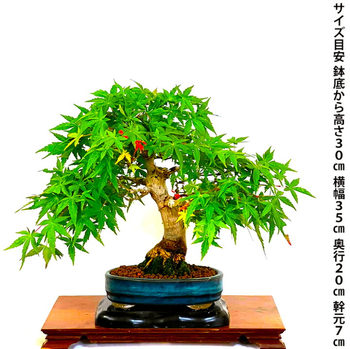 楽天市場】もみじ 高級盆栽 山もみじ 現品お届け 一点もの 希少 樹齢30 