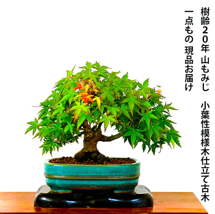 楽天市場】もみじ 盆栽 高級盆栽 山もみじ ミニ盆栽 現品お届け 一点 