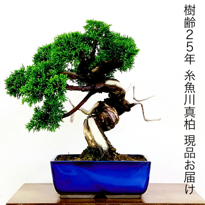 楽天市場】盆栽 真柏 樹齢25年 高級 一点物 糸魚川真柏【最高峰品質 