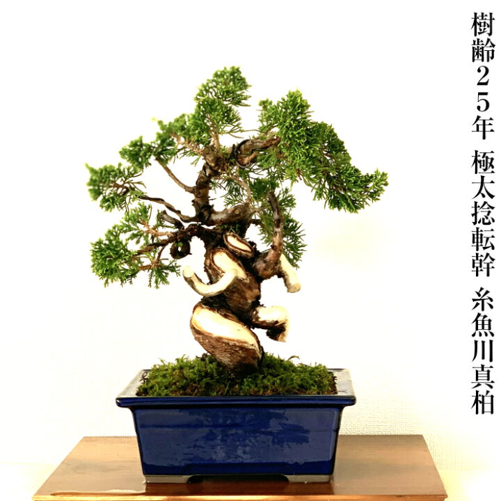 楽天市場】盆栽 真柏 樹齢25年 高級 一点物 糸魚川真柏【最高峰品質 