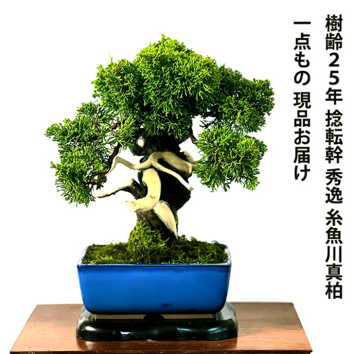 楽天市場 盆栽 真柏 樹齢25年 高級 一点物 糸魚川真柏 最高峰品質 糸魚川ブランド真柏 送料無料 小品盆栽 高級盆栽 展示用盆栽 歴史を物語る迫力 高級真柏盆栽盆栽 松 誕生日 プレゼント 植物 送料無料 フラワーギフト 趣味 植物 花心盆栽 楽天市場店