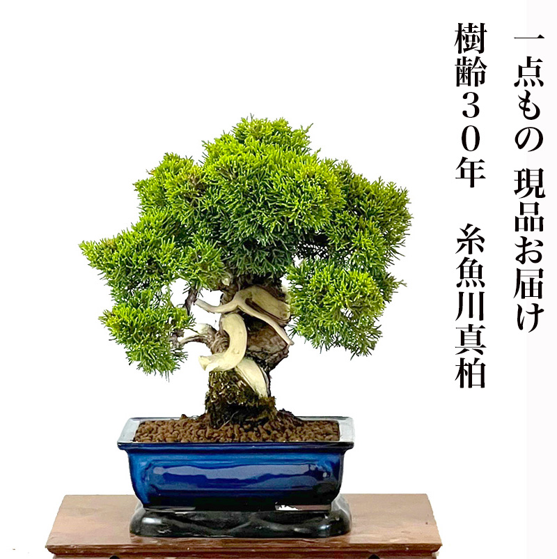 【楽天市場】盆栽 真柏 樹齢30年 高級 一点物 糸魚川真柏【最高峰