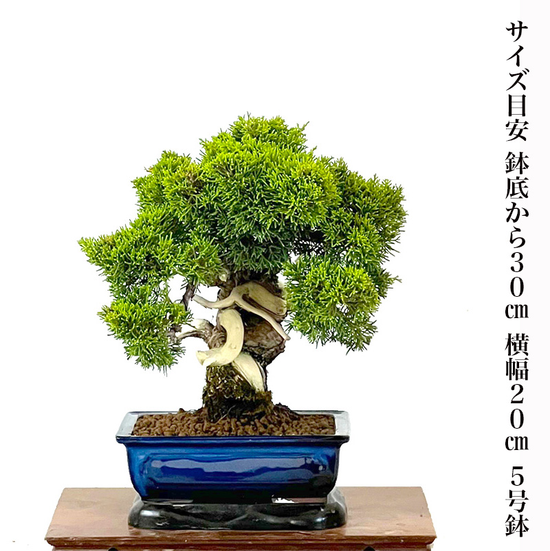【楽天市場】盆栽 真柏 樹齢30年 高級 一点物 糸魚川真柏【最高峰