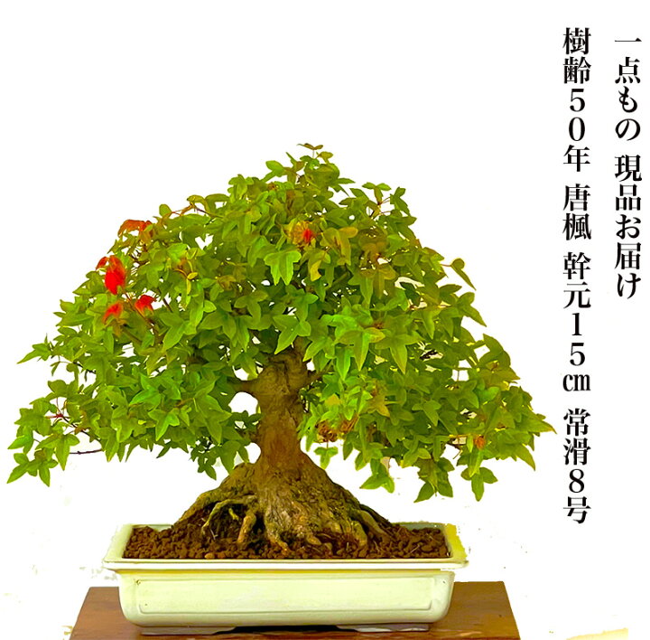 楽天市場】盆栽 楓 かえで 樹齢50年 一点もの 現品お届け 無料 