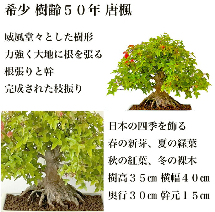 楽天市場】盆栽 楓 かえで 樹齢50年 一点もの 現品お届け 無料 
