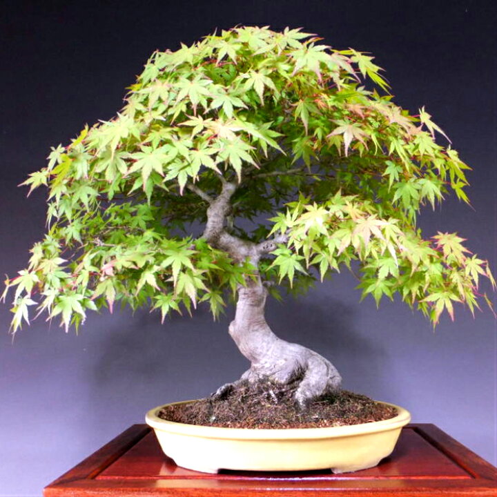 楽天市場 絶景 高級山もみじ 盆栽の聖地埼玉盆栽ブランド 送料無料 紅葉盆栽 盆栽もみじ 唯一無二一点物 樹齢40年の歴史 珍しい希少逸品自分だけの自慢できる極上 山もみじ盆栽至高の感動を与える絶景 山もみじ約47ｃｍ 55ｃｍ 53ｃｍ 展示用中品盆栽 花心盆栽