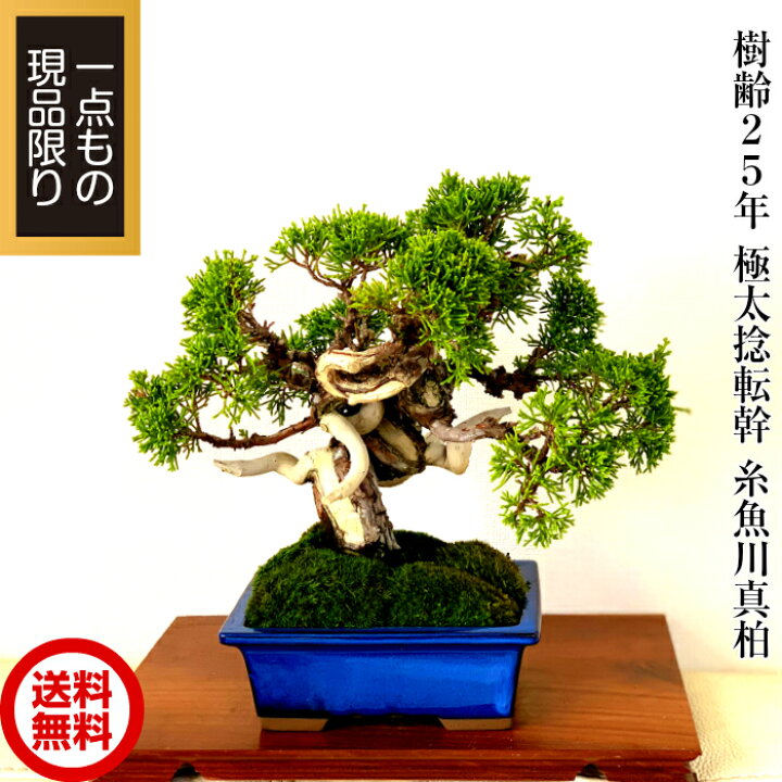 楽天市場】盆栽 真柏 樹齢25年 高級一点物 糸魚川真柏【最高峰品質 