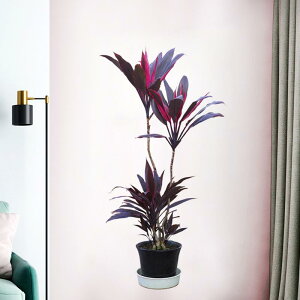 EH[XebJ[ ϗtA {^jJ O[ A ǎV[ O\  h h PVC rO Q q  Xܗp  _ ǃfR