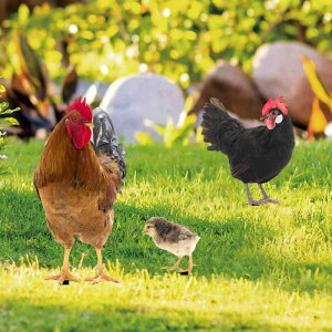 K[fI[ig Y{ { Ђ悱  AN 뉀p nY O [hA[g Jg[ 킢 A K[fjO IuWF fR[V sbN