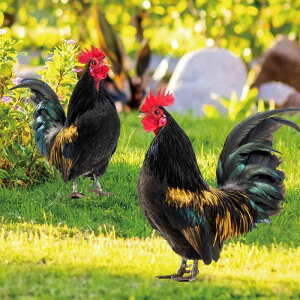 K[fI[ig Y{  A jg AN ʈ nʍݎ O Jg[ 뉀IuWF