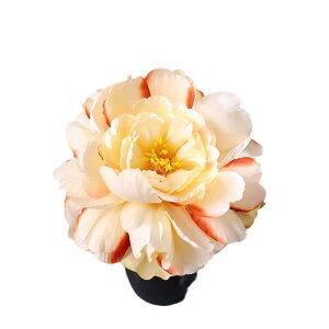 wAANZT[ fB[X O wANbv 15cm Ԃ {[ z nhCh a  g NVJ 