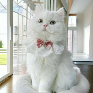 ybgp X^C L  ^ p  y [X lN^C  { 悾ꂩ ANZT[ sNn Cbh Cgu[ O[  tH