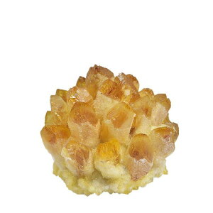   VR NX^[  p[Xg[ zW{ CeA u IuWF rO  蕨 CG[