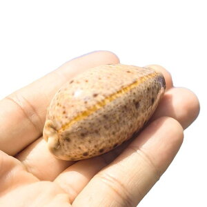 Lk qE ^JKC VR  L W{ RNV  ANAE CAEg  fBXvC CeA u H|i  ㎿