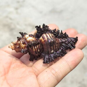 Lk VR L NoL zlKC hJp ւk  ANAE CAEg IuWF CeA 