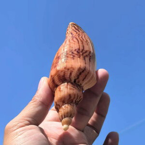 L n~c{ VR  W{ RNV  ANAE CAEg  Bep CeA fBXvC u IuWF