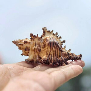 Lk RQC VRL ANAE p CAEgIuWF CeA 󏭕W{ RNV hJ ZݑւVF